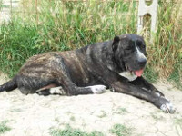 cane corso femmina